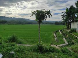 MUSIM MATUN ( PENYIANGAN GULMA ) MUSIM TANAM PERTAMA